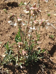 Ipomopsis spicata tridactyla