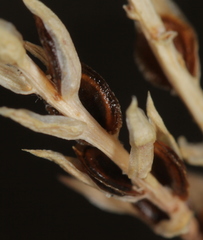 Corispermum americanum