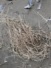 Corispermum americanum