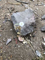 Euploca convolvulacea