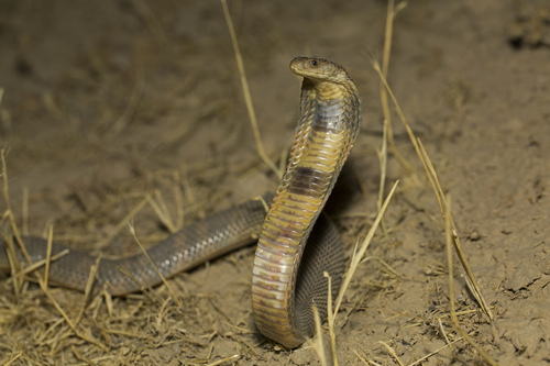 Central Asian Cobra (Naja oxiana) — Near Threatened Reptilia