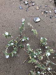 Euploca convolvulacea