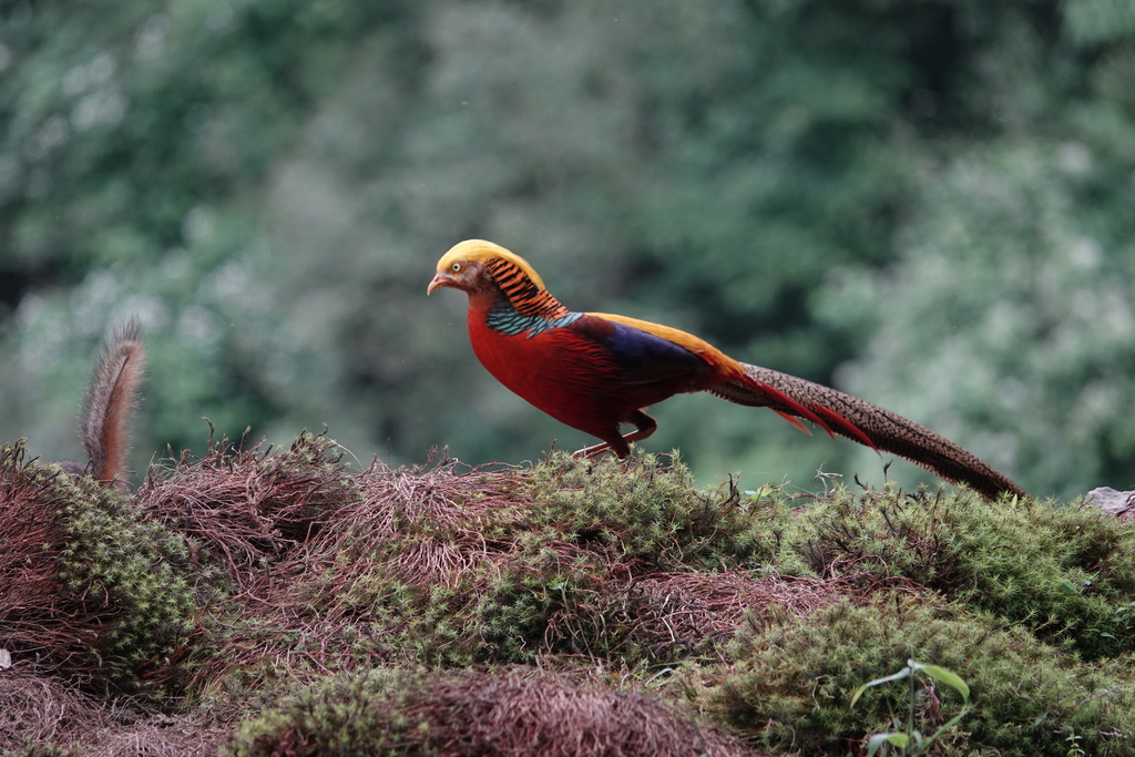 Golden Pheasant (Chrysolophus pictus) · iNaturalist