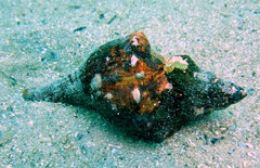 Australaria australasia