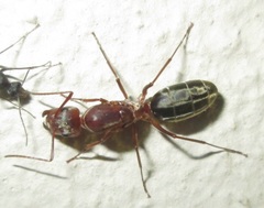 Camponotus vestitus