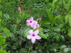 Cryptostegia madagascariensis