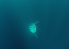 Mola alexandrini