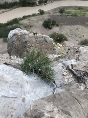 Thelesperma longipes