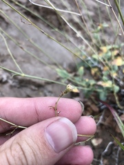 Boerhavia anisophylla