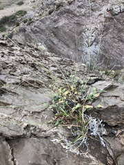 Boerhavia anisophylla