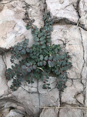 Euphorbia cinerascens