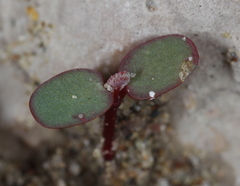 Euphorbia cinerascens