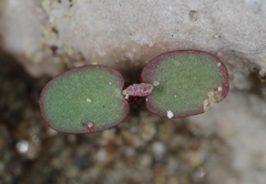 Euphorbia cinerascens