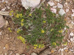 Lomatium minimum