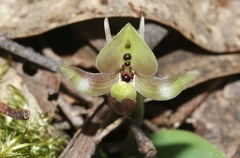 Chiloglottis gunnii