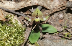 Chiloglottis gunnii