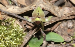 Chiloglottis gunnii