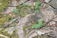 Chiloglottis gunnii