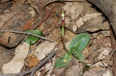 Chiloglottis gunnii