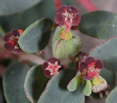 Euphorbia cinerascens