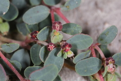 Euphorbia cinerascens