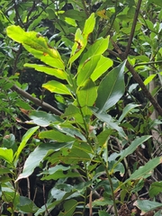 Laurus novocanariensis image