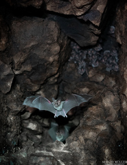 Macrotus californicus