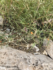 Kallstroemia grandiflora