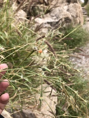 Kallstroemia grandiflora