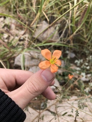 Kallstroemia grandiflora