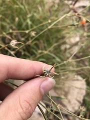 Kallstroemia grandiflora