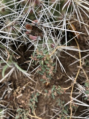 Euphorbia abramsiana