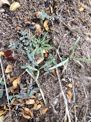 Euphorbia abramsiana