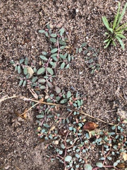 Euphorbia abramsiana