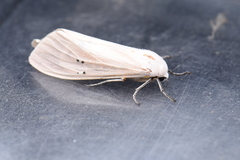 Creatonotos transiens vacillans