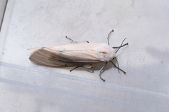 Creatonotos transiens vacillans