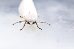 Creatonotos transiens vacillans