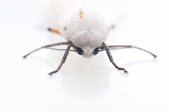 Creatonotos transiens vacillans
