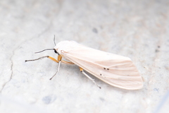 Creatonotos transiens vacillans