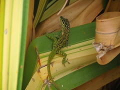 Anolis roquet