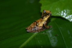 Dendropsophus parviceps