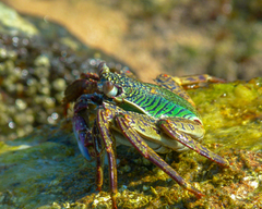 Grapsus