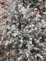 Tiquilia mexicana