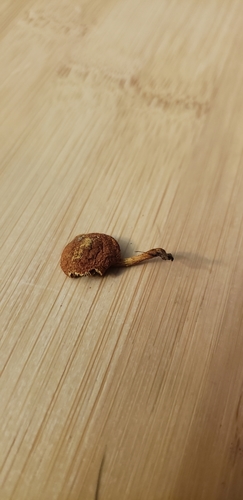 Pleuroflammula subsulphurea (Photo 2 of 3)