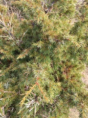 Juniperus formosana