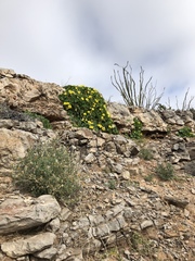 Eucnide bartonioides