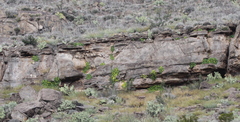 Eucnide bartonioides