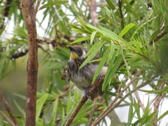 Gavicalis fasciogularis