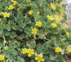 Eucnide bartonioides