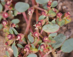 Euphorbia simulans